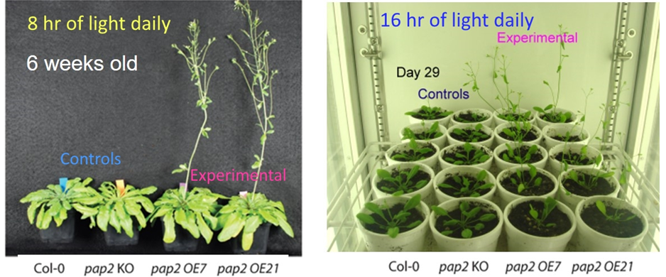 A plant growth technology invented by Prof B L Lim